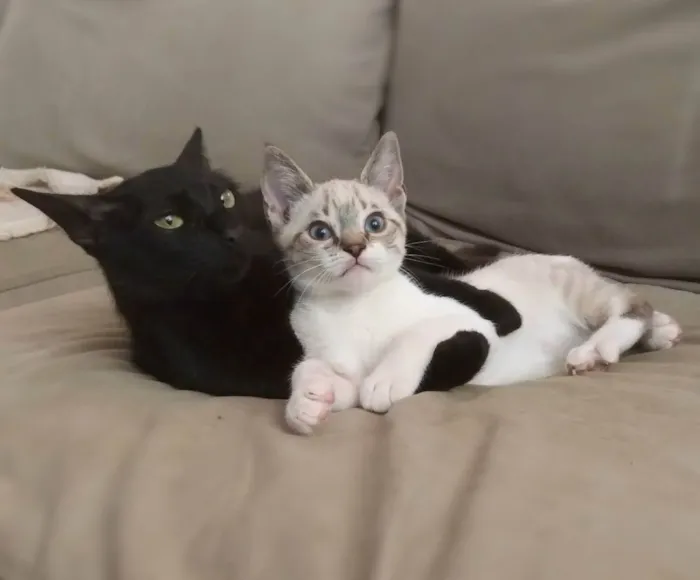 Gato ra a srd idade 7 a 11 meses nome Norah e Eddie