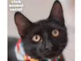 Enzo