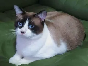 Gato raça srd idade 3 anos nome Maverick