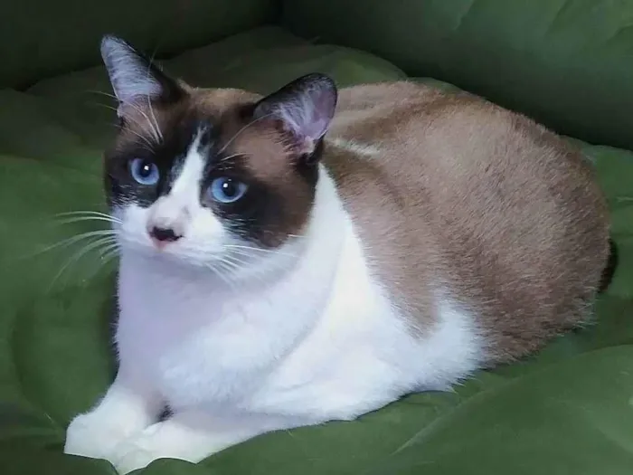 Gato ra a srd idade 3 anos nome Maverick