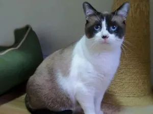 Gato raça srd idade 3 anos nome Maverick