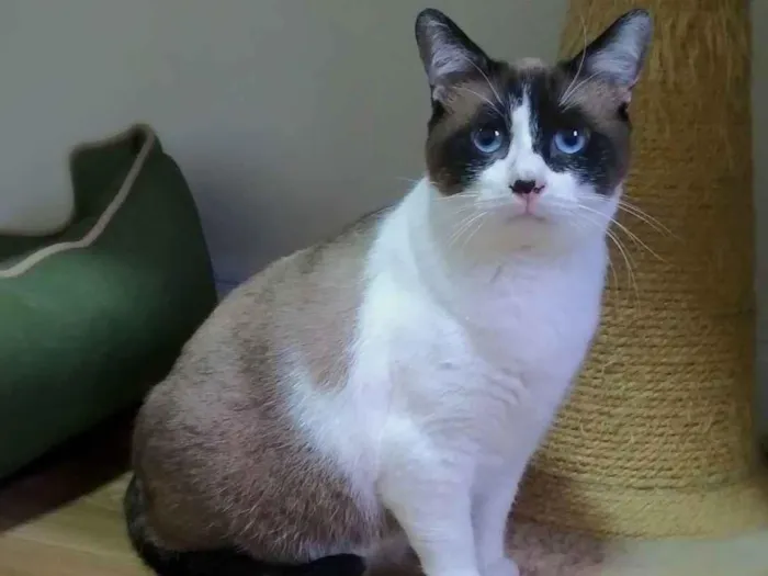Gato ra a srd idade 3 anos nome Maverick
