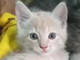 Ninão