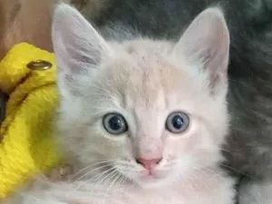 Gato raça SRD idade 2 a 6 meses nome Ninão