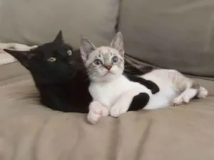 Gato raça srd idade 7 a 11 meses nome Norah e Eddie