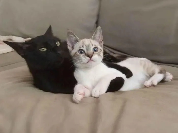 Gato ra a srd idade 7 a 11 meses nome Norah e Eddie