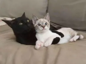 Gato raça srd idade 7 a 11 meses nome Norah e Eddie