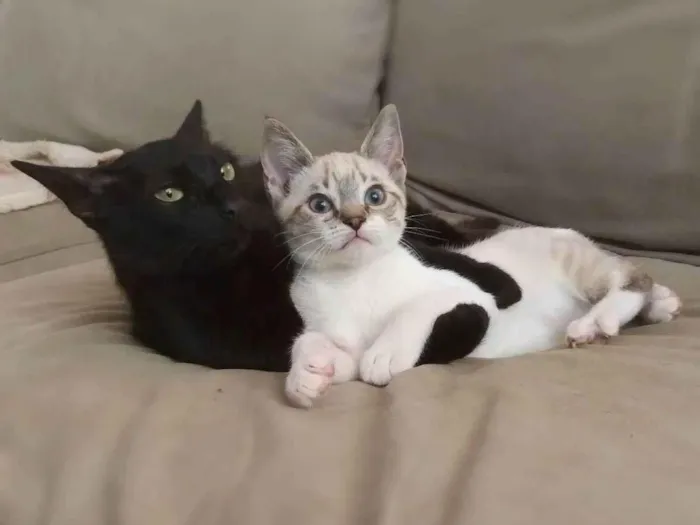 Gato ra a srd idade 7 a 11 meses nome Norah e Eddie
