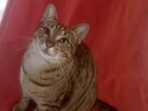 Gato raça srd idade 2 anos nome Madrid