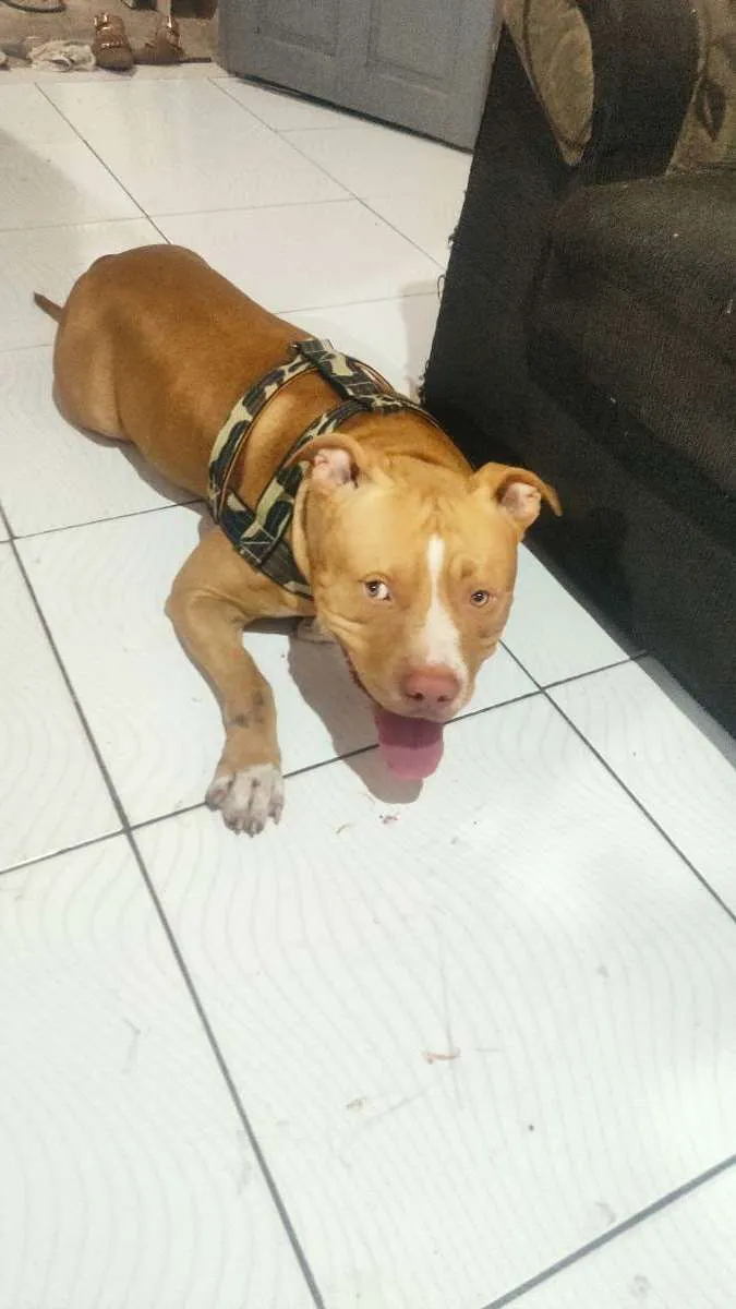 Cachorro raça Pitbull idade 2 anos nome Betouvem