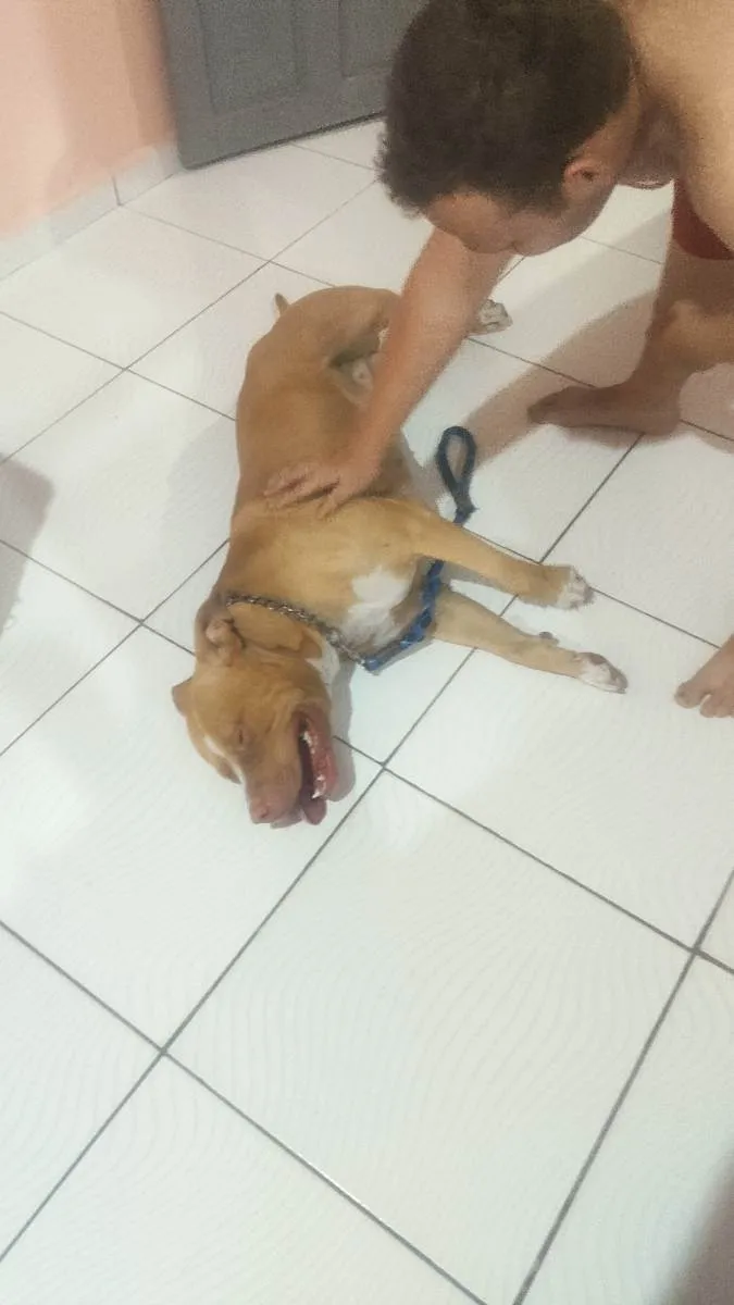 Cachorro raça Pitbull idade 2 anos nome Betouvem