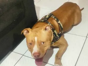 Cachorro raça Pitbull idade 2 anos nome Betouvem