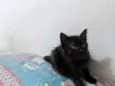 Gatos filhotes
