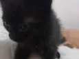 Gatos filhotes