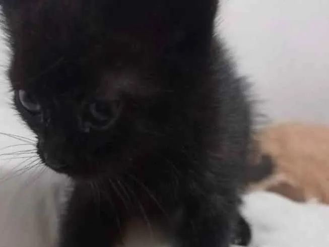 Gato ra a  idade Abaixo de 2 meses nome Gatos filhotes
