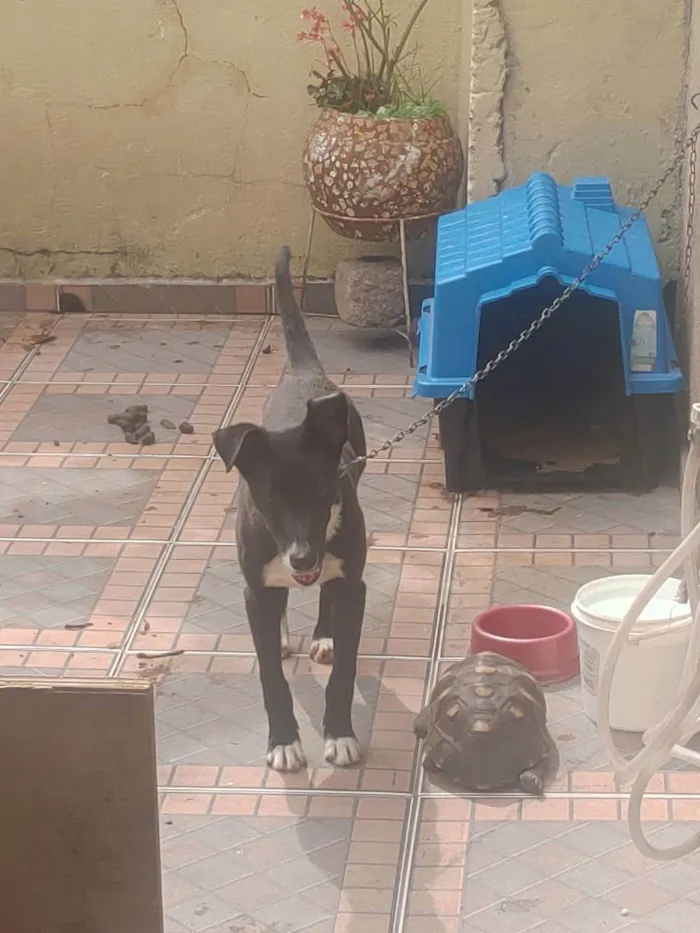 Cachorro ra a Não sei  idade 2 a 6 meses nome Pipoca 