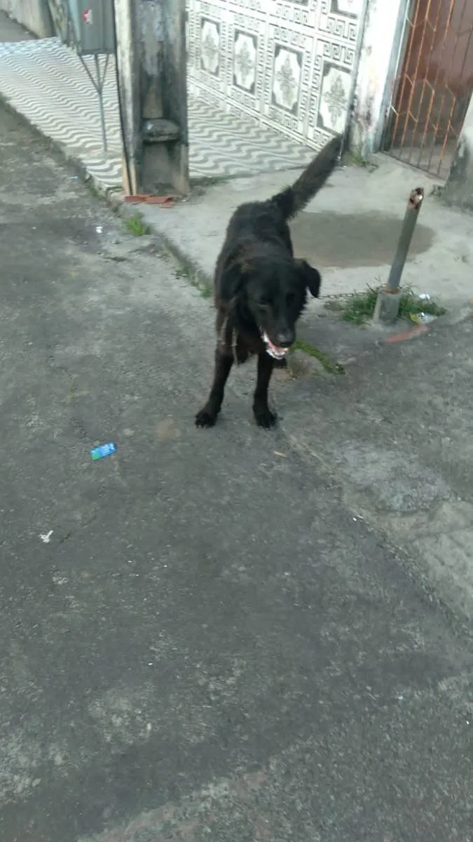 Cachorro ra a Pé duro idade 7 a 11 meses nome Thor