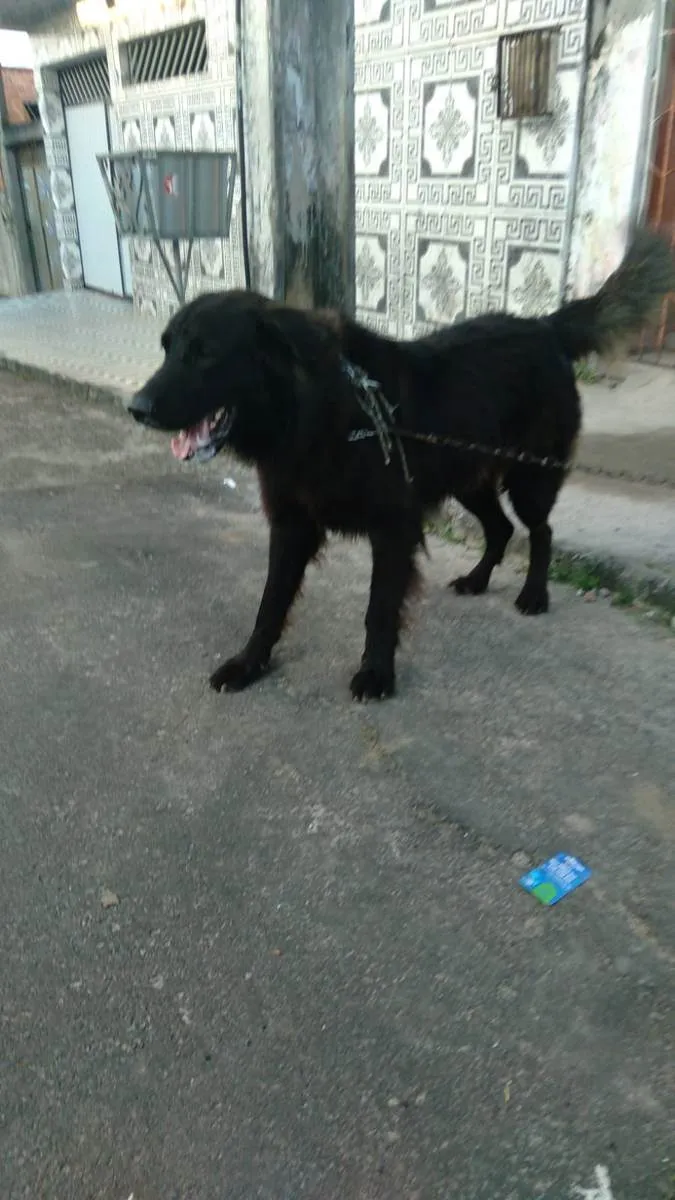 Cachorro ra a Pé duro idade 7 a 11 meses nome Thor