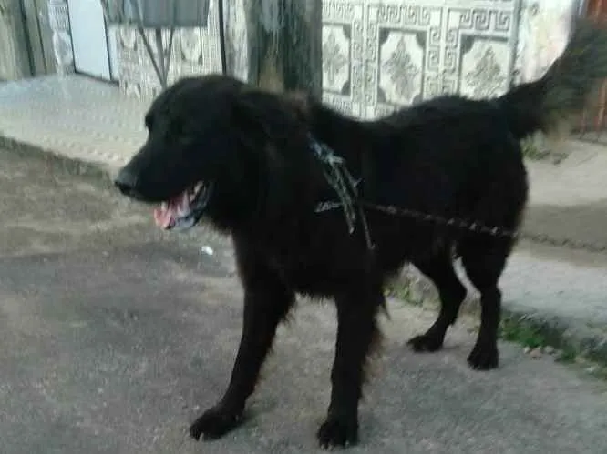 Cachorro ra a Pé duro idade 7 a 11 meses nome Thor