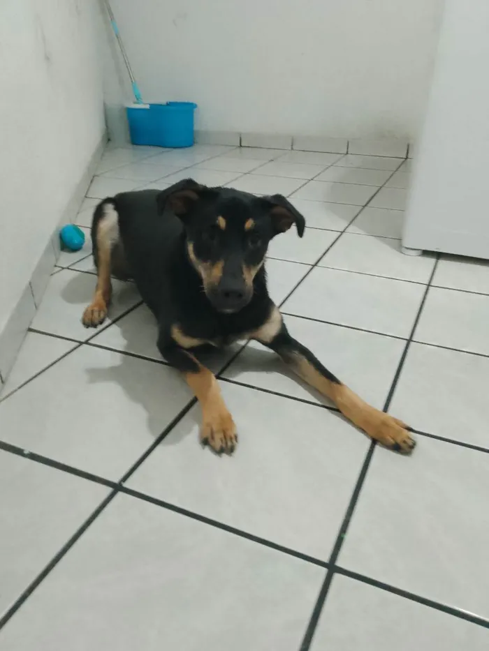 Cachorro ra a Não definida  idade 1 ano nome Black 