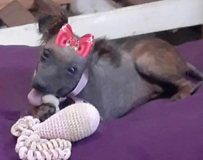 Cachorro ra a Mestiça  idade 7 a 11 meses nome Susy 