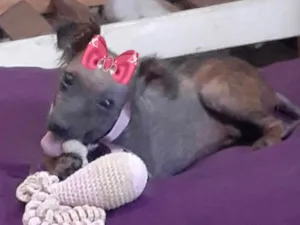 Cachorro raça Mestiça  idade 7 a 11 meses nome Susy 