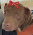 Samanta 