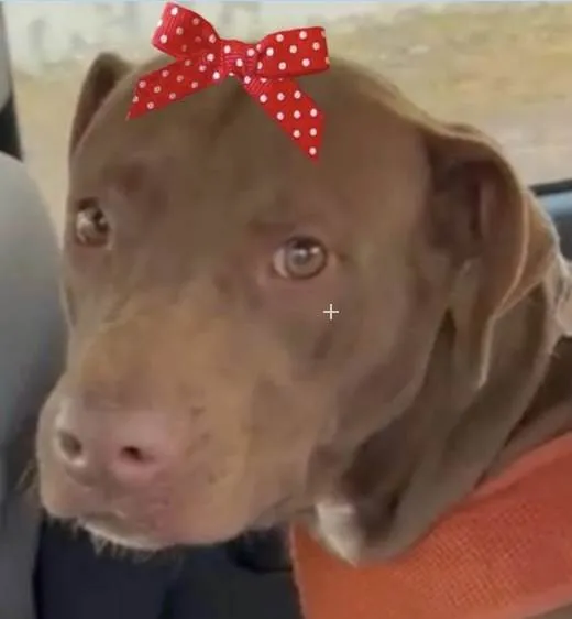 Cachorro ra a Mestiça  idade 1 ano nome Samanta 
