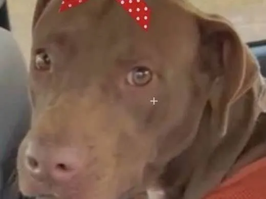 Cachorro ra a Mestiça  idade 1 ano nome Samanta 