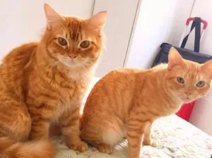 Gato raça Persa misturado idade 5 anos nome Simba e laranja e ca