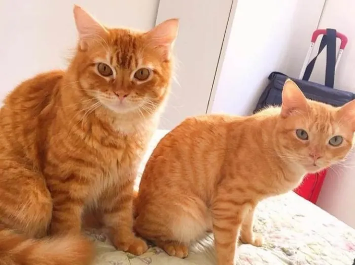 Gato ra a Persa misturado idade 5 anos nome Simba e laranja e ca