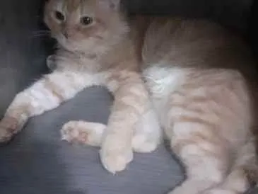 Gato ra a Persa misturado idade 5 anos nome Simba e laranja e ca