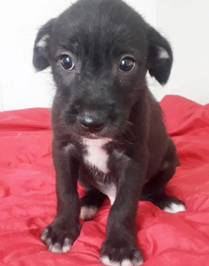 Cachorro raça SRD idade 2 a 6 meses nome TOBY