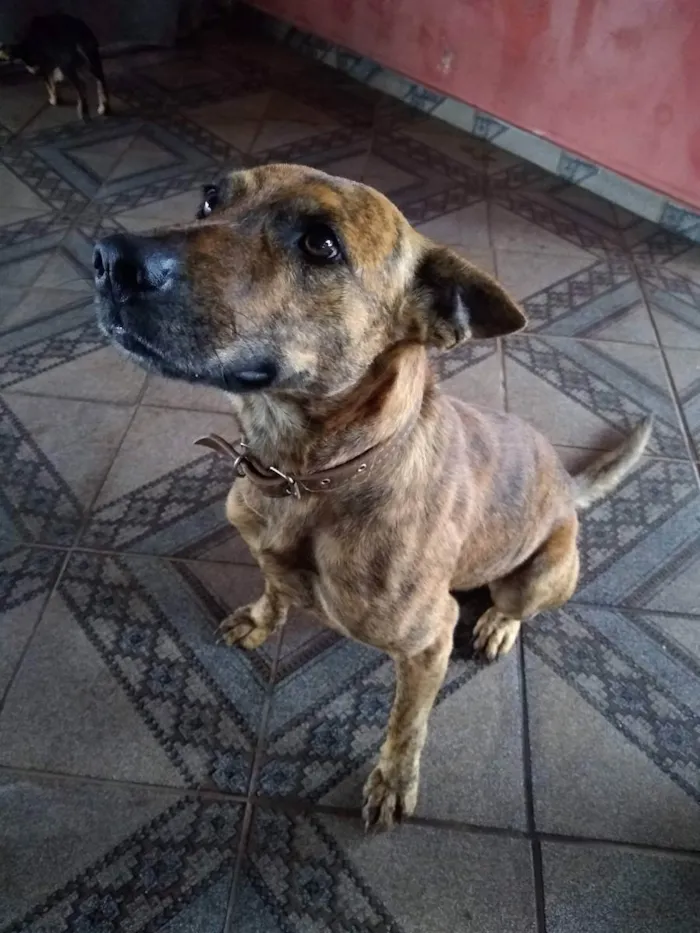 Cachorro ra a SRD ( Sem raça definida ) idade Abaixo de 2 meses nome Sem nome