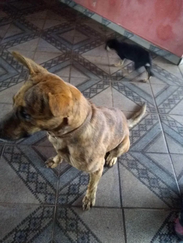 Cachorro ra a SRD ( Sem raça definida ) idade Abaixo de 2 meses nome Sem nome