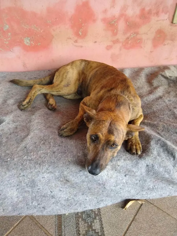 Cachorro ra a SRD ( Sem raça definida ) idade Abaixo de 2 meses nome Sem nome