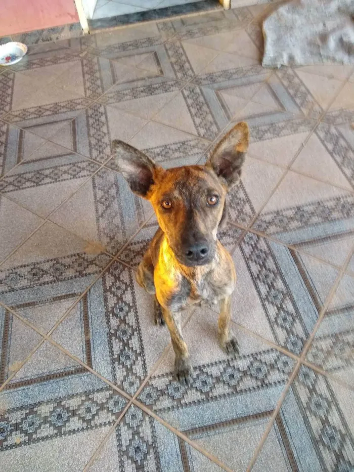 Cachorro ra a SRD ( Sem raça definida ) idade Abaixo de 2 meses nome Sem nome