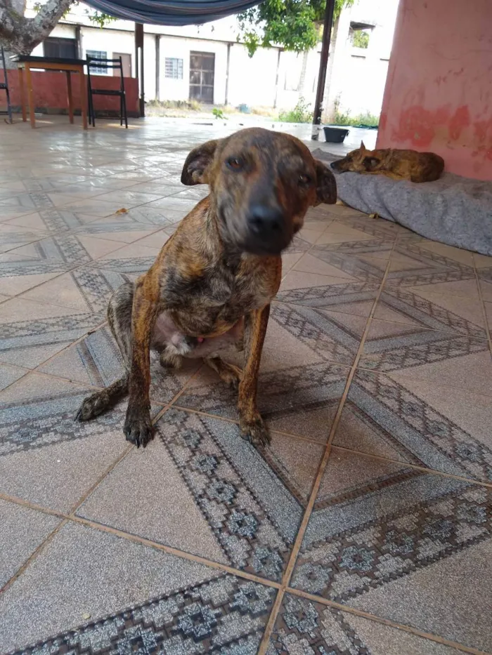 Cachorro ra a SRD ( Sem raça definida ) idade Abaixo de 2 meses nome Sem nome