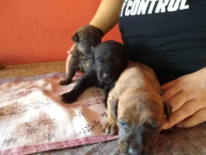 Cachorro ra a SRD ( Sem raça definida ) idade Abaixo de 2 meses nome Sem nome