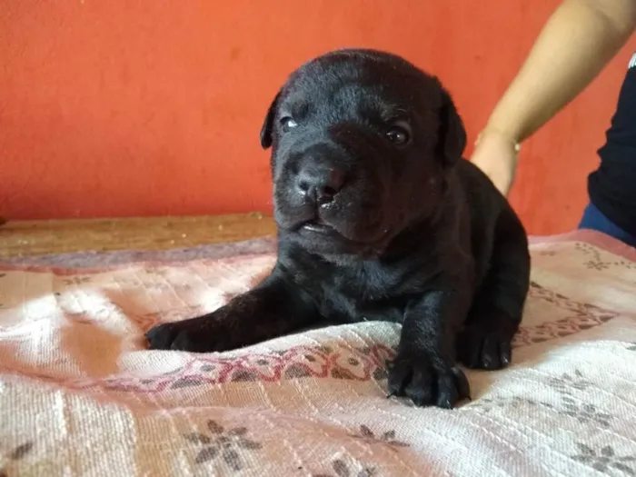 Cachorro ra a SRD ( Sem raça definida ) idade Abaixo de 2 meses nome Sem nome