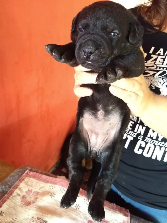 Cachorro ra a SRD ( Sem raça definida ) idade Abaixo de 2 meses nome Sem nome