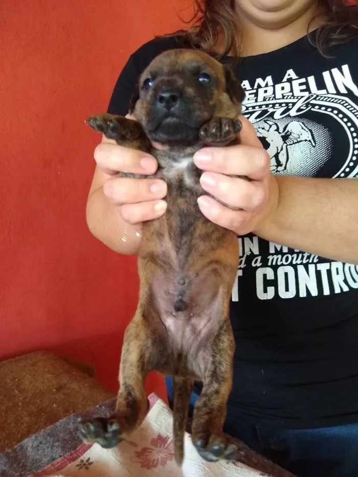 Cachorro ra a SRD ( Sem raça definida ) idade Abaixo de 2 meses nome Sem nome