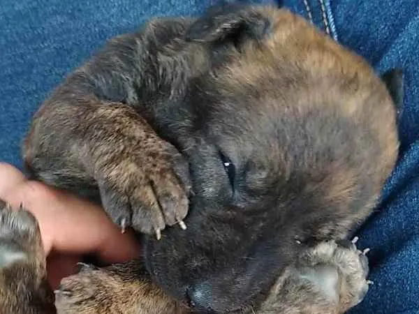 Cachorro ra a SRD ( Sem raça definida ) idade Abaixo de 2 meses nome Sem nome