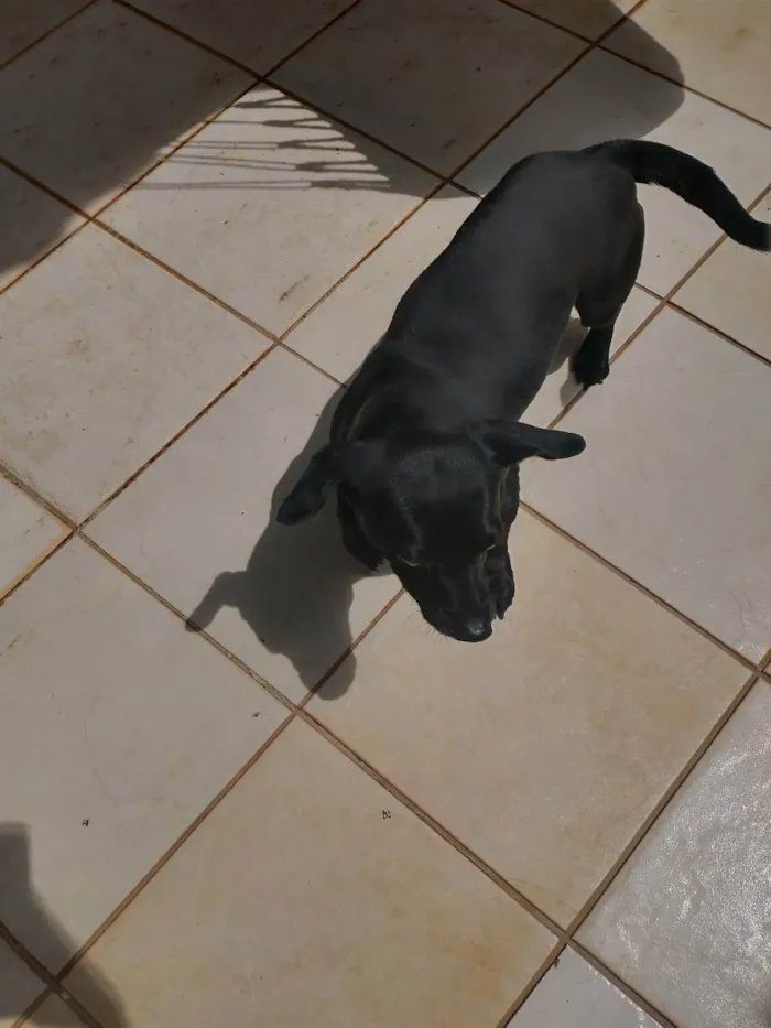 Cachorro ra a Basset com vira lata  idade 4 anos nome Blackinho 