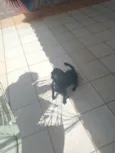 Blackinho 