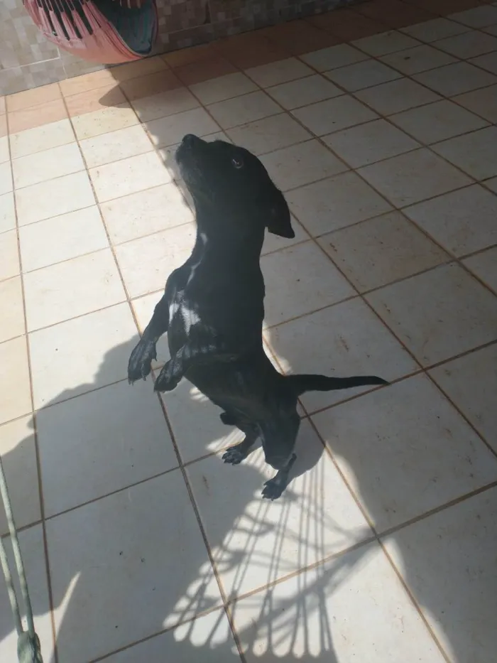 Cachorro ra a Basset com vira lata  idade 4 anos nome Blackinho 