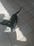 Blackinho 