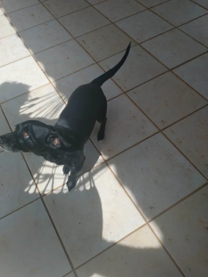 Cachorro ra a Basset com vira lata  idade 4 anos nome Blackinho 