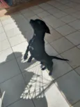 Blackinho 