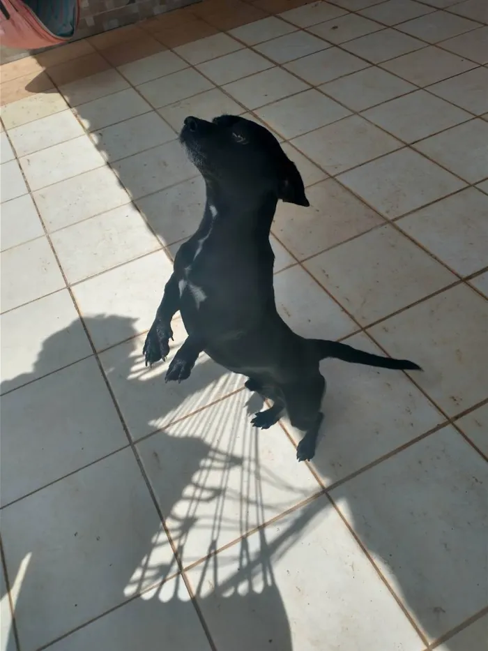 Cachorro ra a Basset com vira lata  idade 4 anos nome Blackinho 